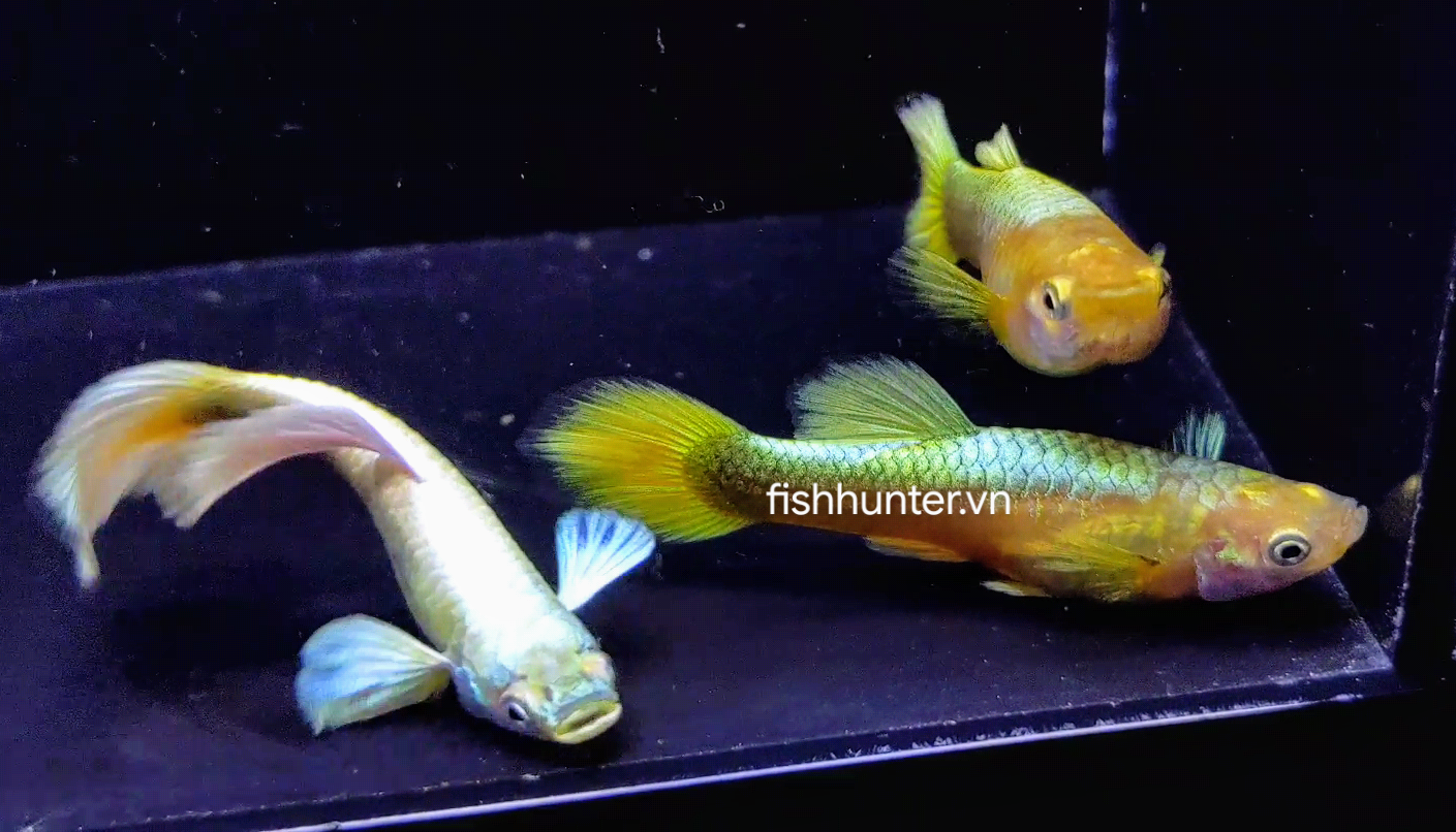 Cá bảy màu giống Full gold (Cá mái lên tay bơi tự nhiên)